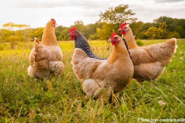 photo poulets champ